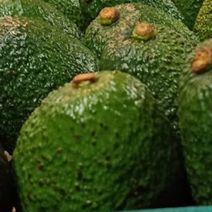Avocado
